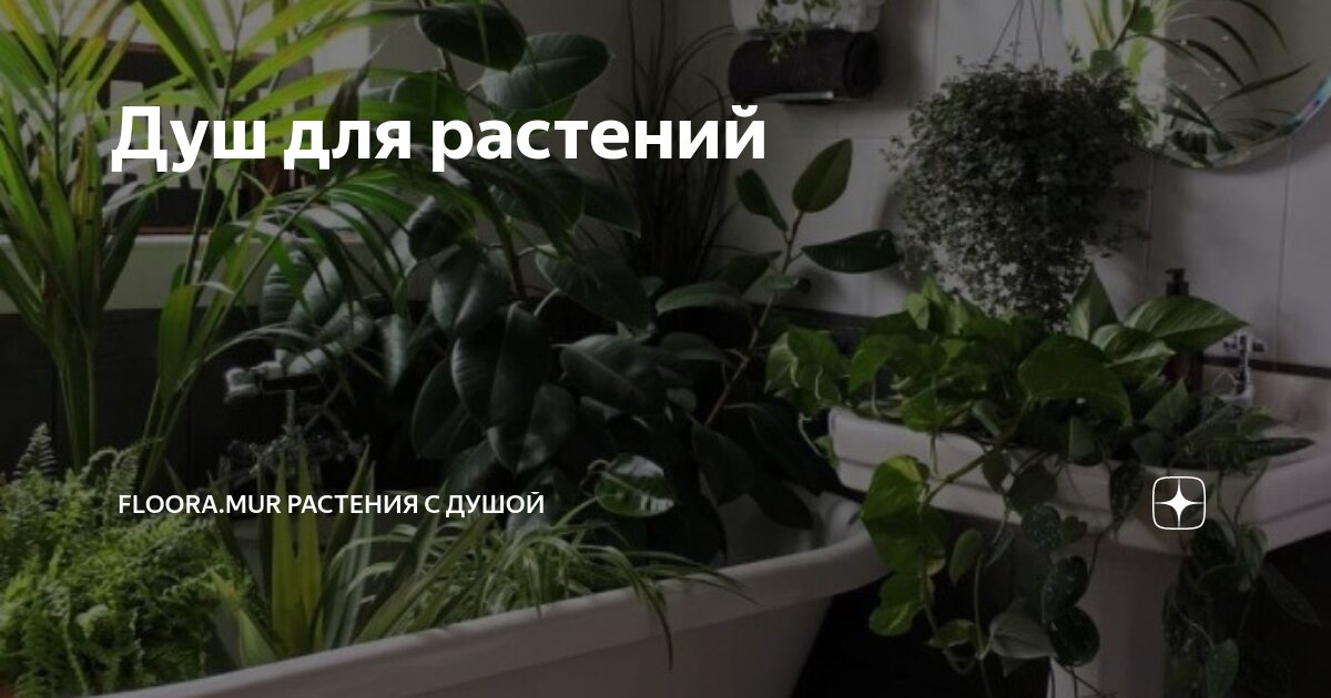 Душ для растений | Floora.mur Растения с душой | Дзен