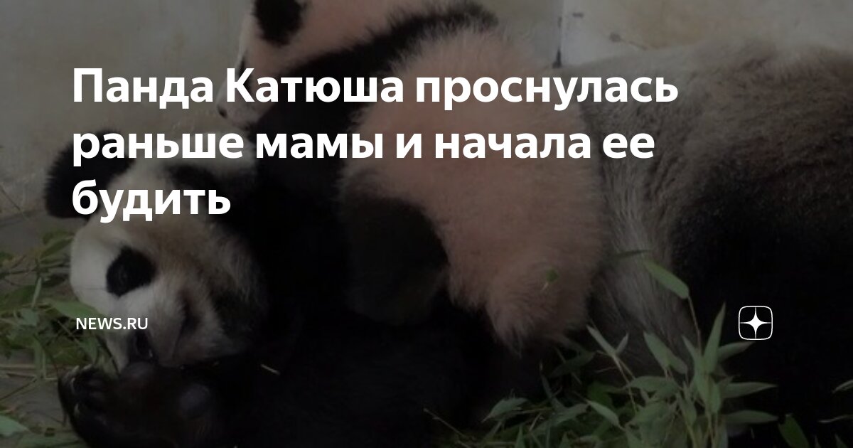 Панда Катюша проснулась раньше мамы и начала ее будить | NEWS.ru | Дзен