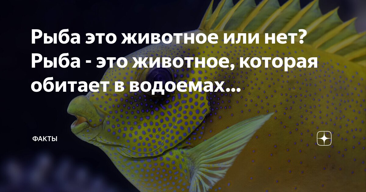 Какие рыбы являются млекопитающими. Какие рыбы являются млекопитающими