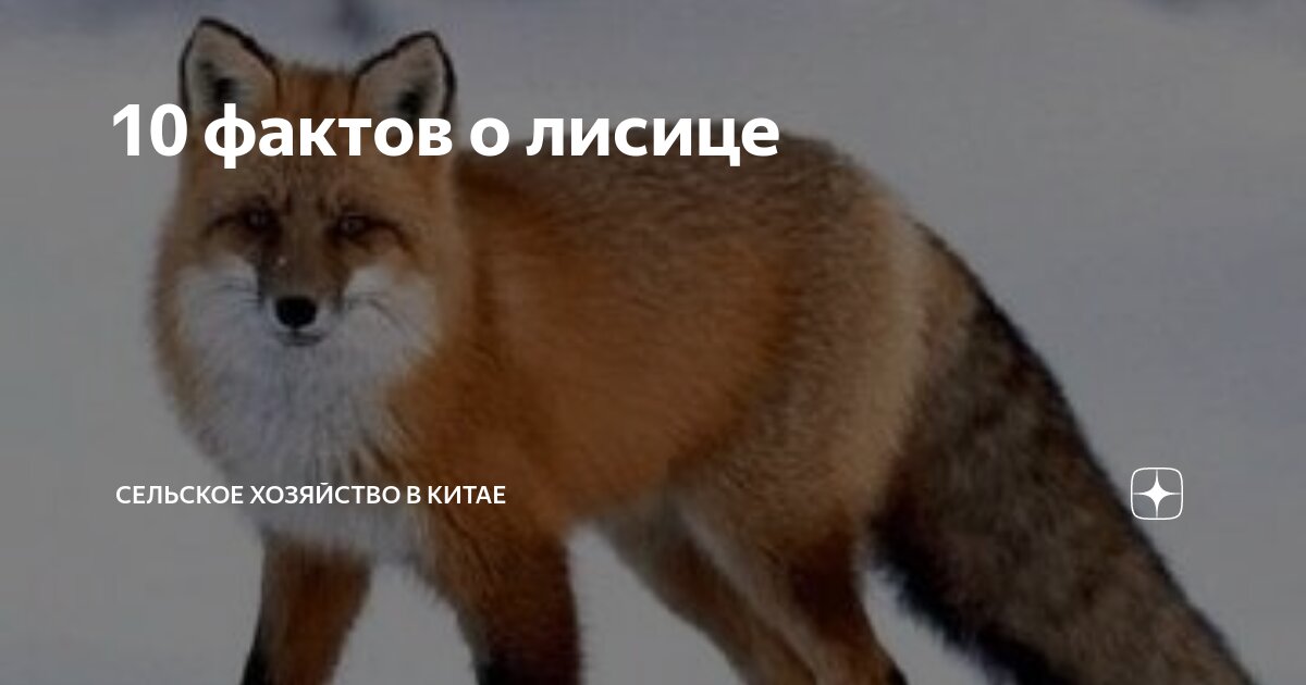 Включи fox