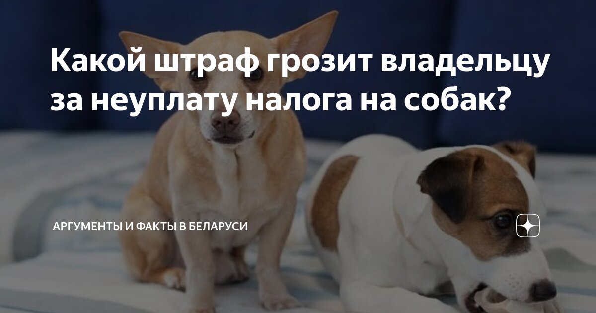 Какой штраф грозит владельцу за неуплату налога на собак? | Аргументы и ...