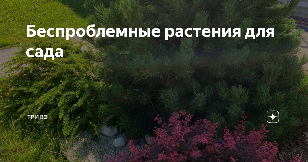 Где растительность