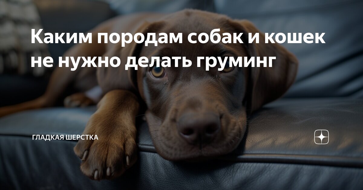 Какие собаки являются