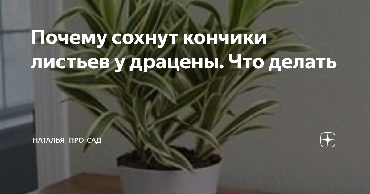 Сохнут концы листьев у комнатных растений. Сохнут кончики комнатных растений. Сухие кончики листьев. Драцена сохнут кончики листьев. Почему сохнут кончики листьев.