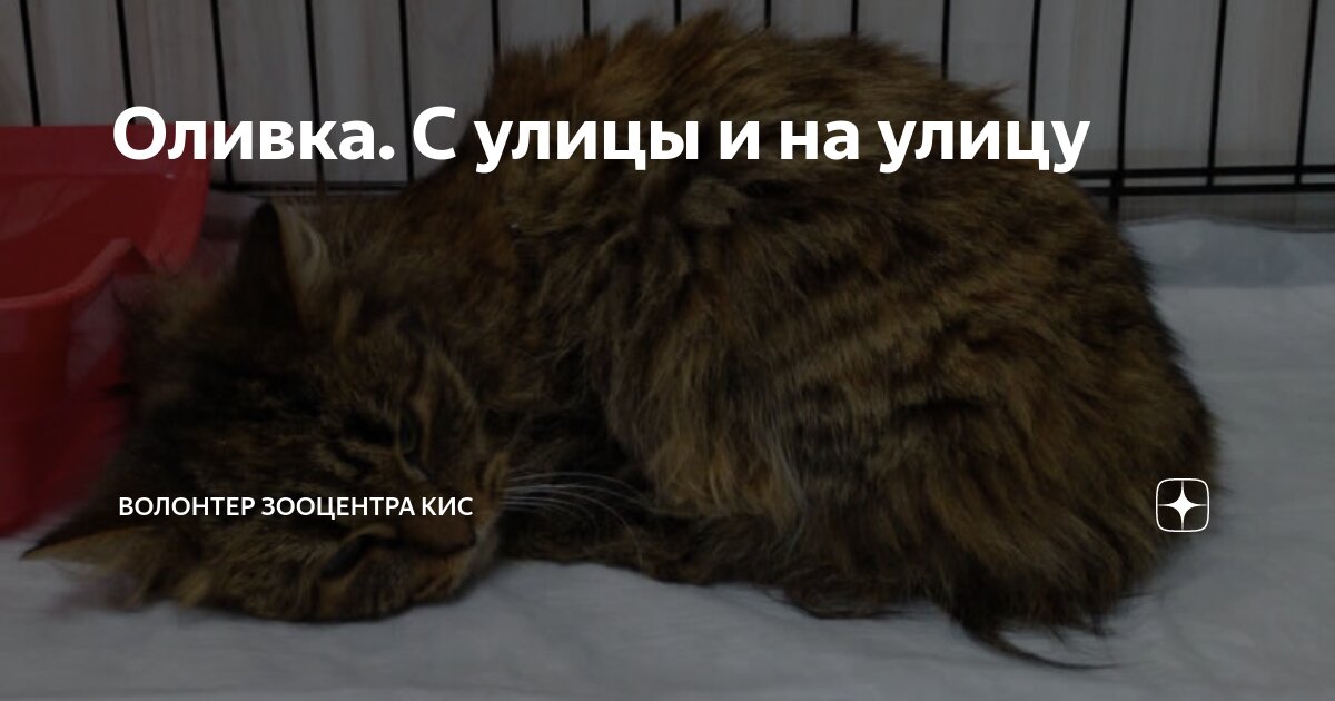 Оливка. С улицы и на улицу | Волонтер Зооцентра КиС | Дзен