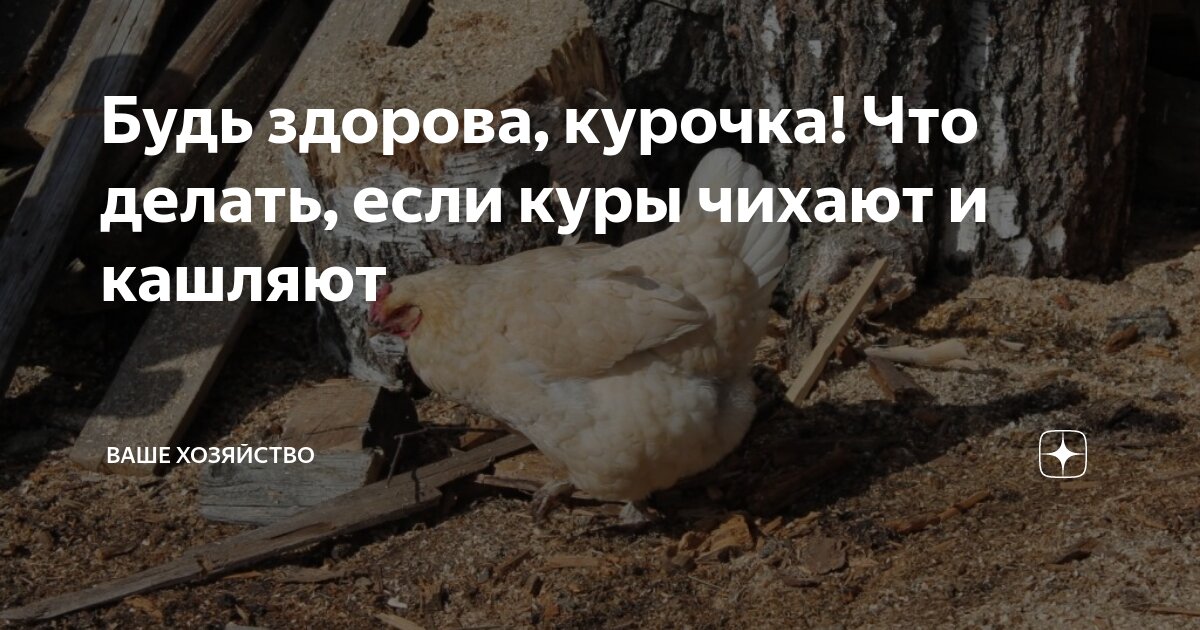 🐓 Кашель у кур: как распознать угрозу и спасти пернатых 😥 — Teletype