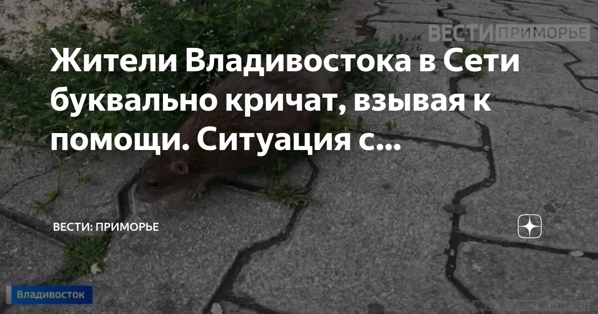 Сети владивосток