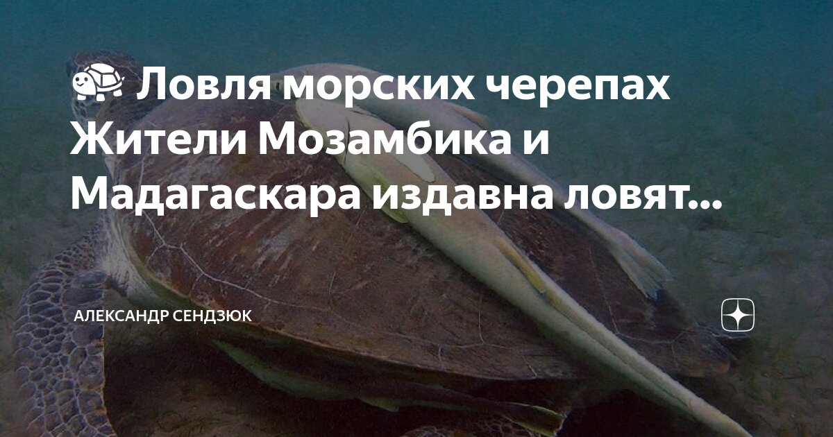 Текст песни черепашка натали. Морская черепашка текст.