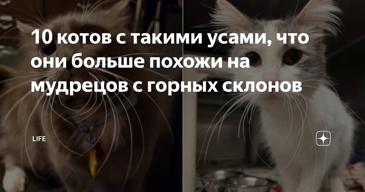 Собери кота