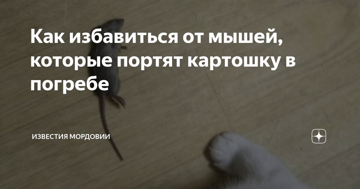 Как избавиться от мышей в погребе. Как избавиться от мышей в погребе
