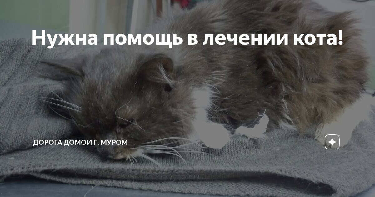 Как помочь коту