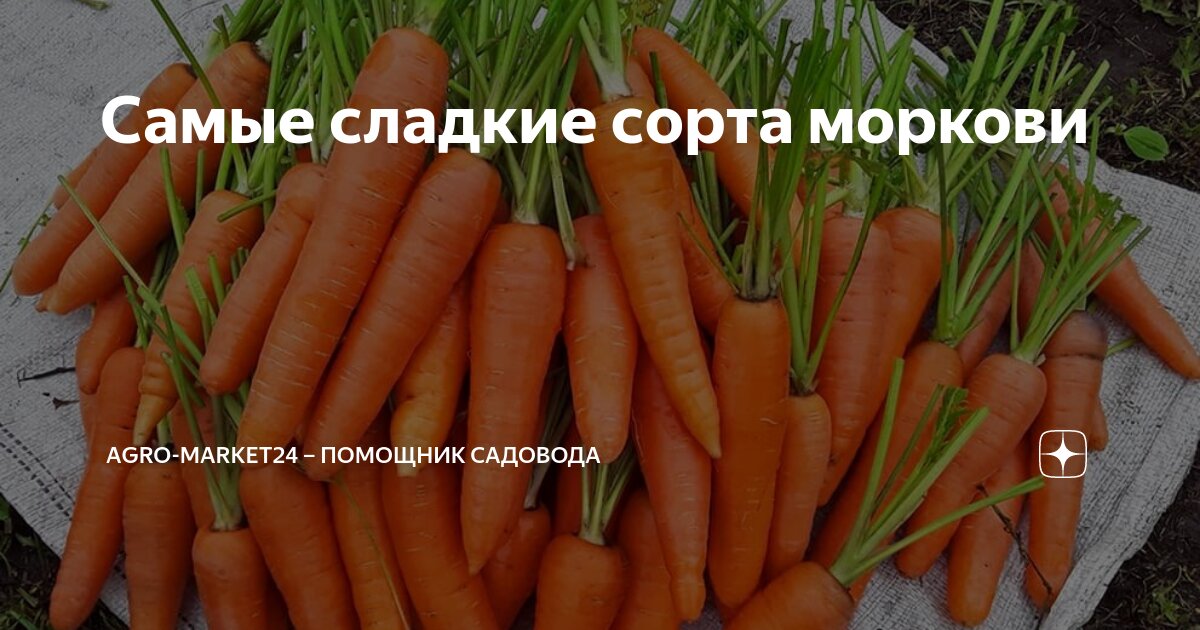 Морковь сладкая помадка