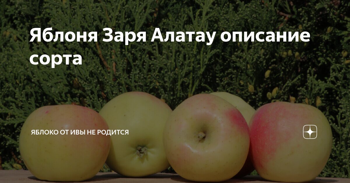 Яблоня зари описание. Яблоня Заря.
