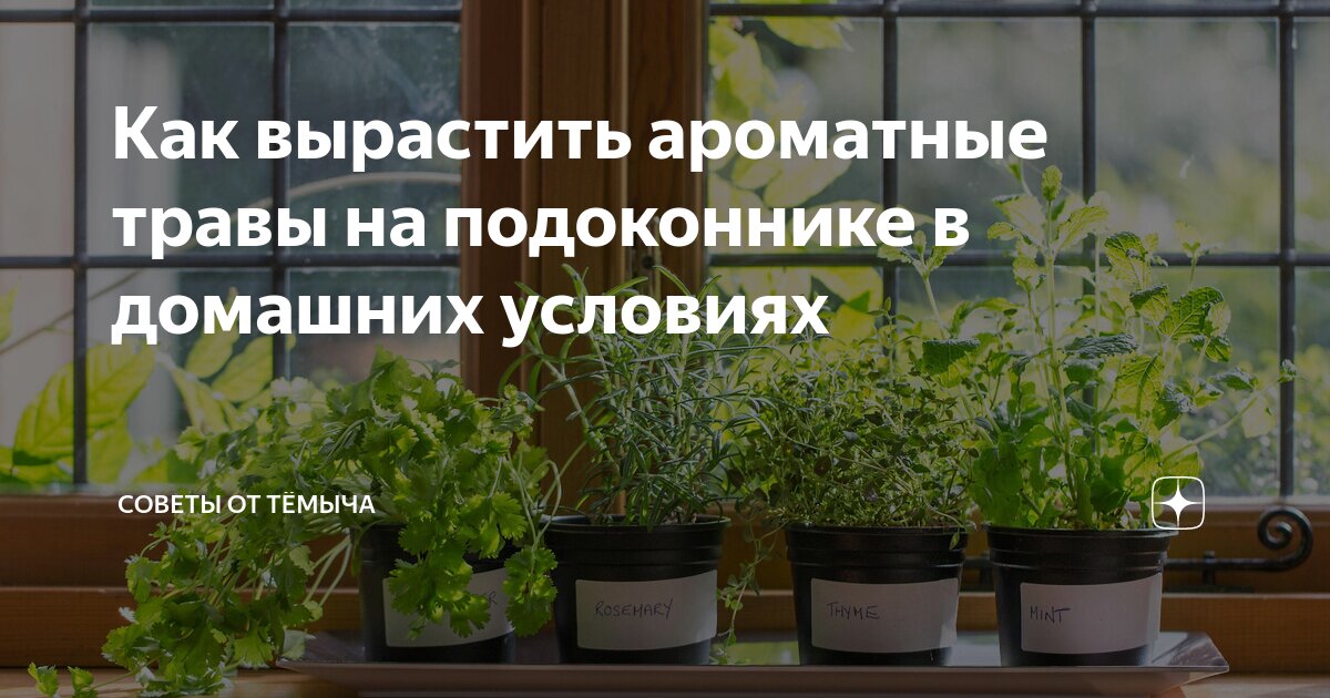 Какие условия для выращивания