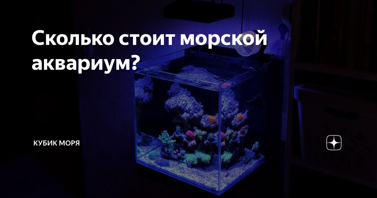 Кораллы в морской аквариум: мягкие, LPS, SPS