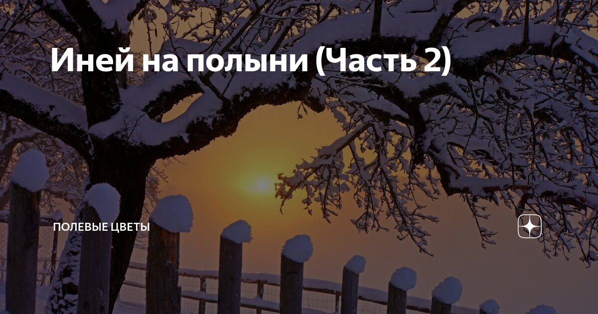 Иней на полыни (Часть 2) | Полевые цветы | Дзен