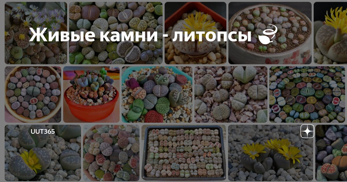 Живые камни Живые камни