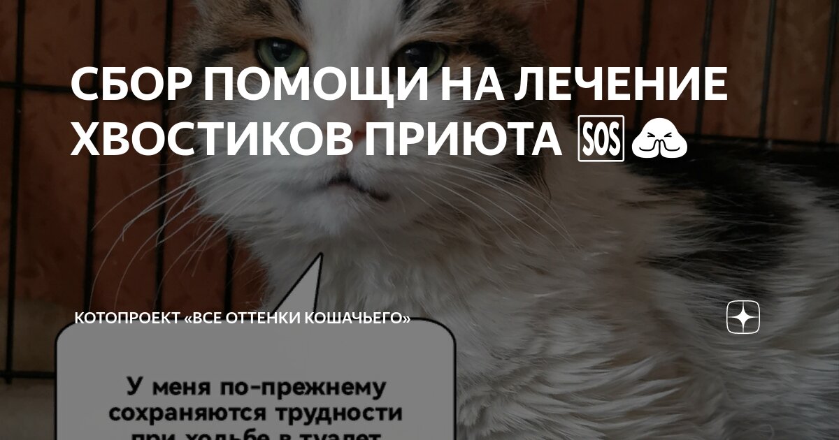 Анализы коту