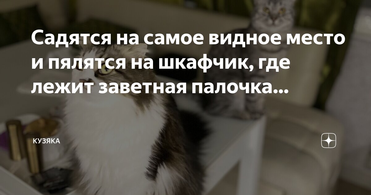 Садятся на самое видное место и пялятся на шкафчик, где лежит заветная ...