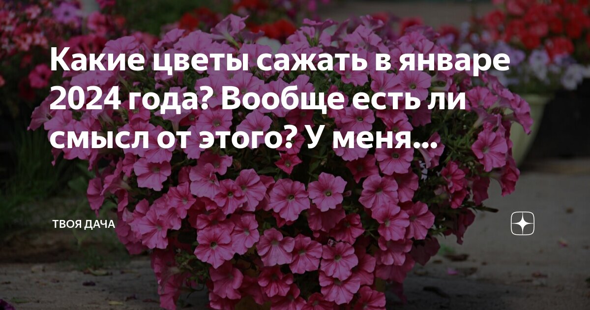 Твои любимые цветы