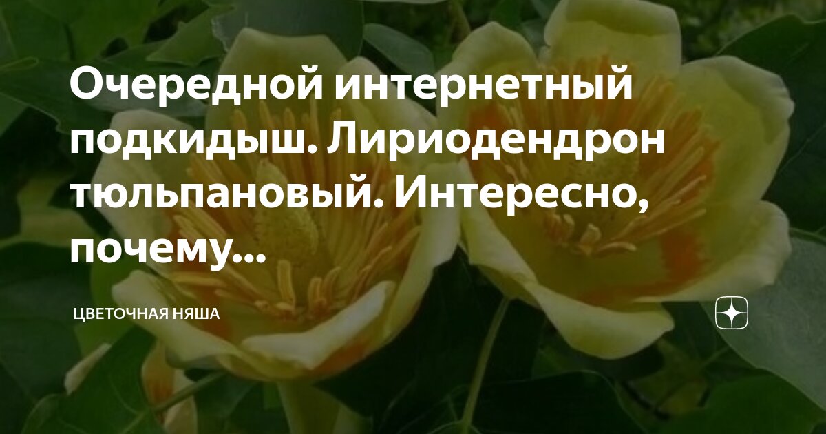 Очередной интернетный подкидыш. Лириодендрон тюльпановый. Интересно ...