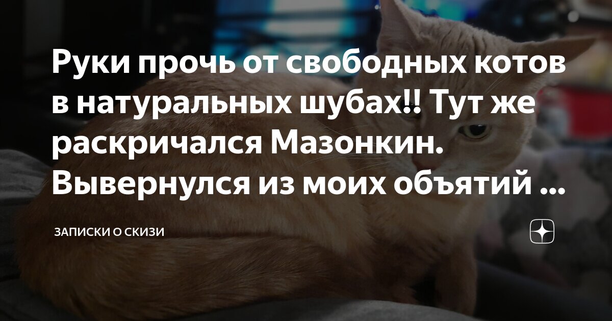 Руки прочь от котика охота на интернет