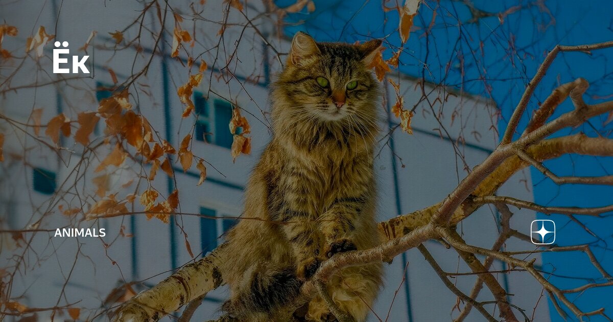 Ёк | Animals | Дзен