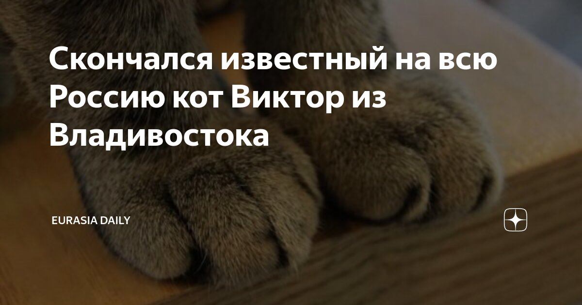 Скончался известный на всю Россию кот Виктор из Владивостока | Eurasia ...