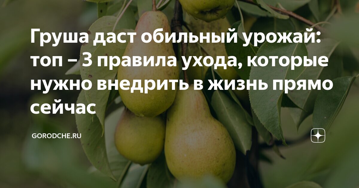 Обрезка и формирование кроны дерева