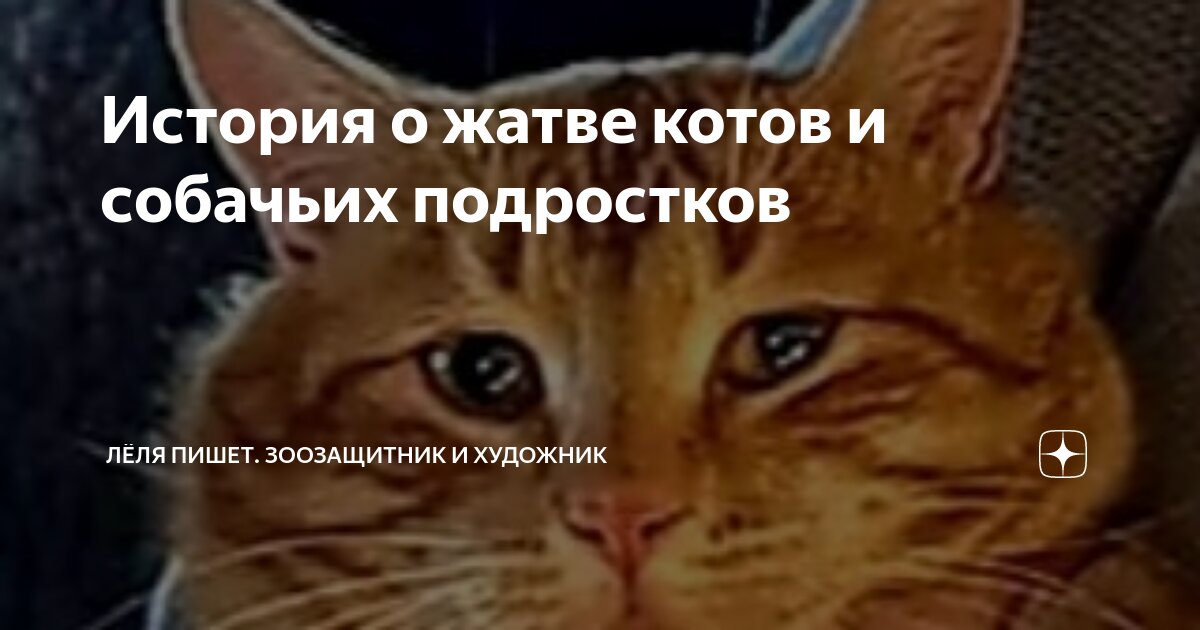 История котиков