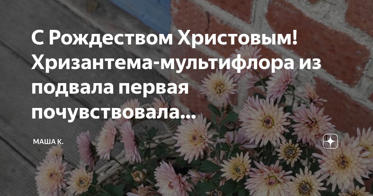 Как сохранить хризантемы зимой в погребе