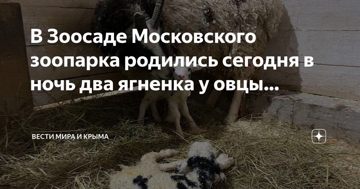 Рожденные в год овцы. Рожденные в год овцы