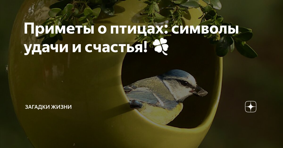 Приметы птица стучит