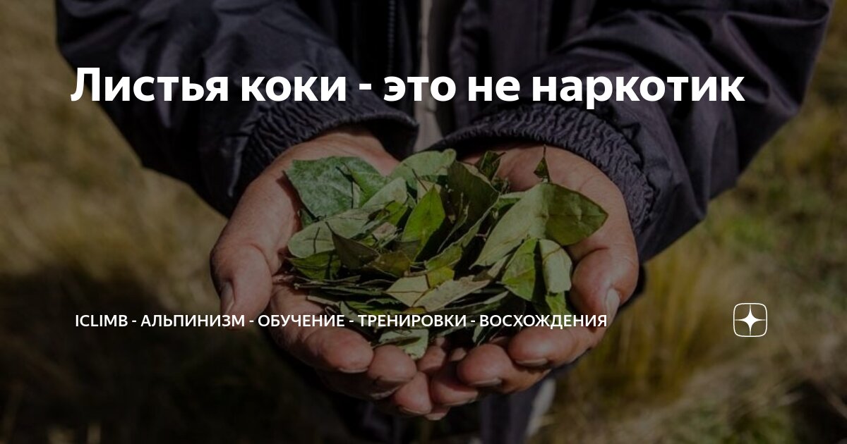 Листья коки - это не наркотик | IClimb - альпинизм - обучение ...