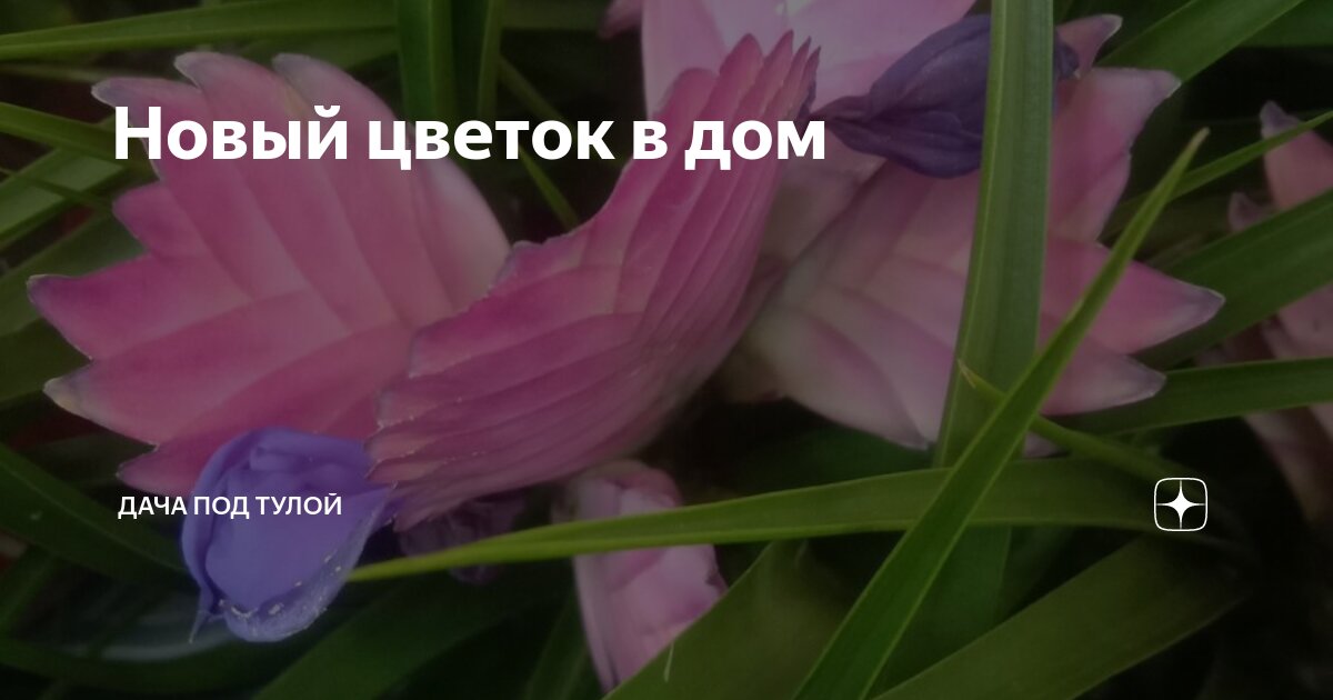 Увидеть цветы