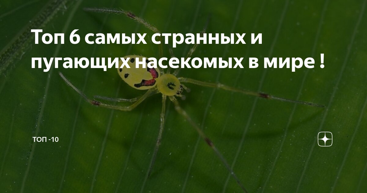 Насекомые паукообразные признаки