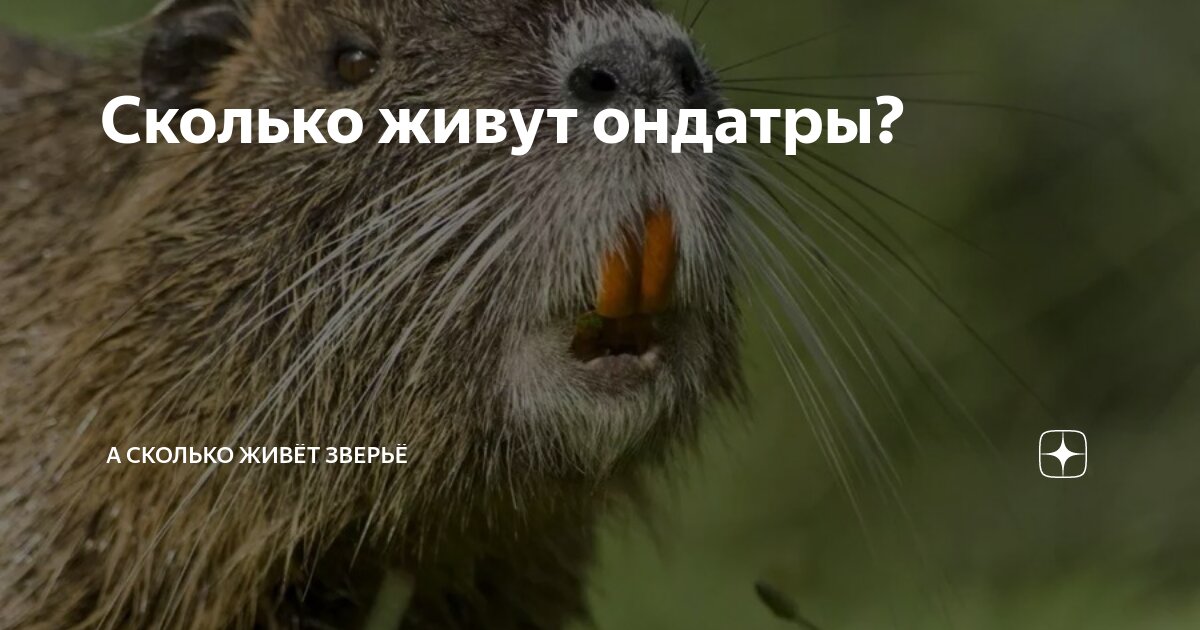 Млекопитающие наиболее. Самые большие сухопутные млекопитающие. Класс млекопитающие органы чувств. Органов чувств у животных млекопитающих. Кавказская выдра lutra lutra meridionallis.