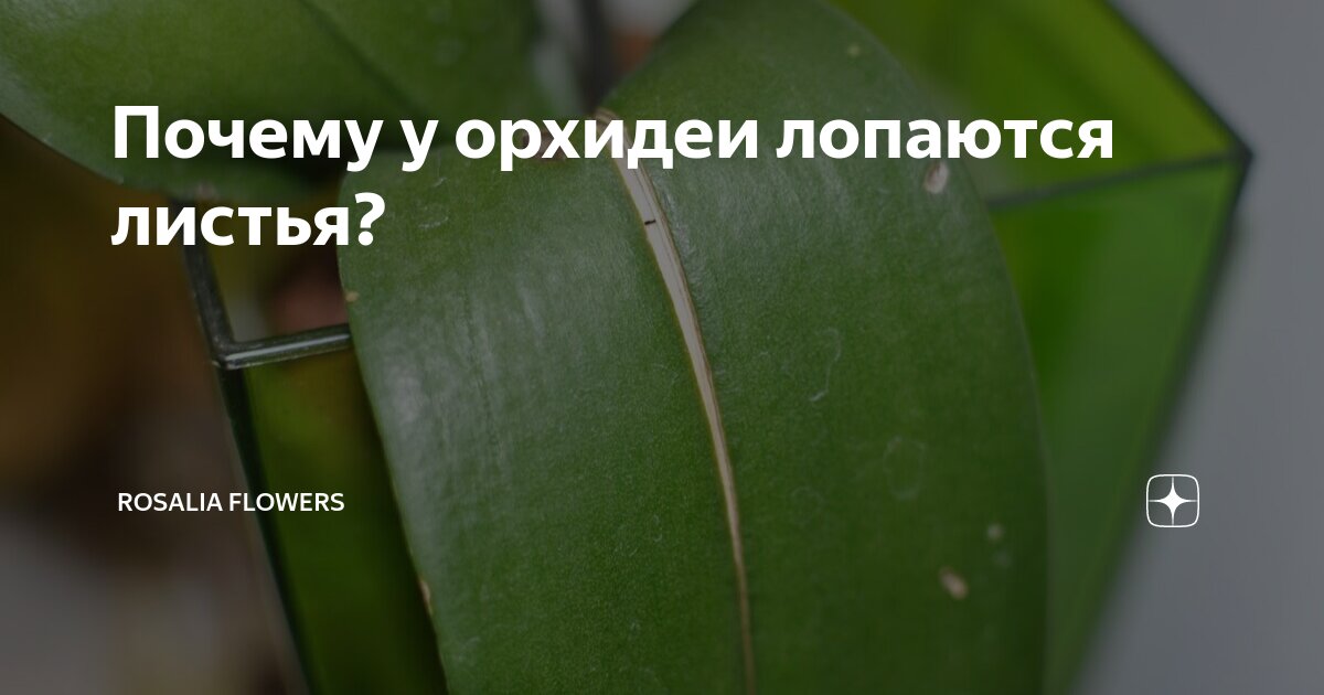 форум магазина коллекционных орхидей orchids.ua