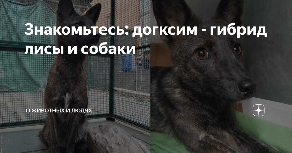 Животные которые можно есть. Животные которые можно есть