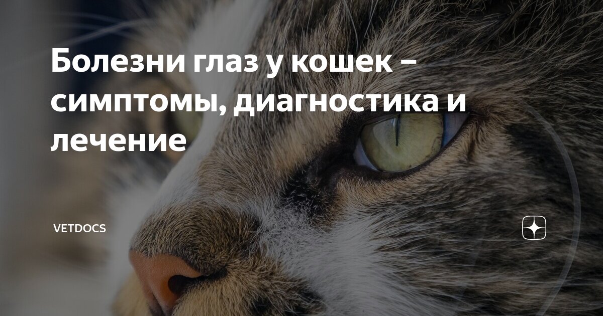 Глазные болезни кошек симптомы и лечение фото