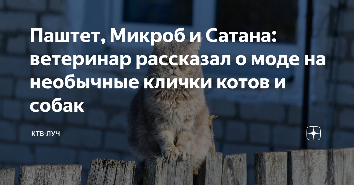 Инфекции передаваемые от кошек к человеку. Микробы кота. Энтерит кампилобактер. Заболевания которые передаются от кошек к человеку. Антиковидные картинки.