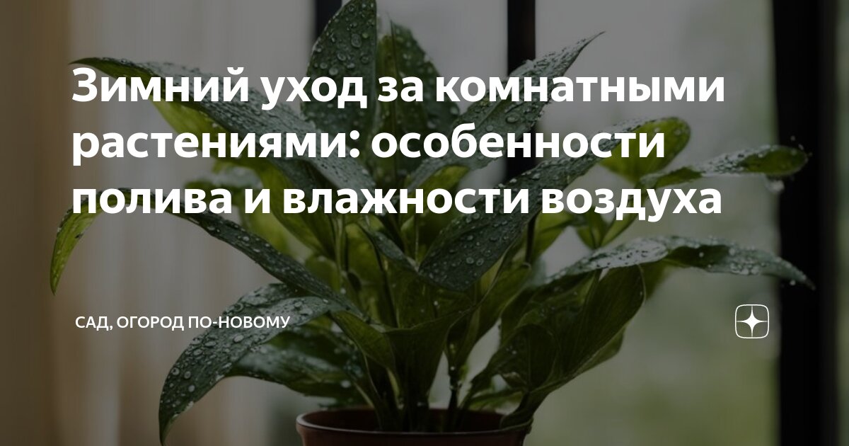 Влияние кислотных осадков. Влияние озона на растения. Презентация на тему кислотные дожди. Проблемы атмосферы кислотные осадки. Воздействие влажности на живые организмы.