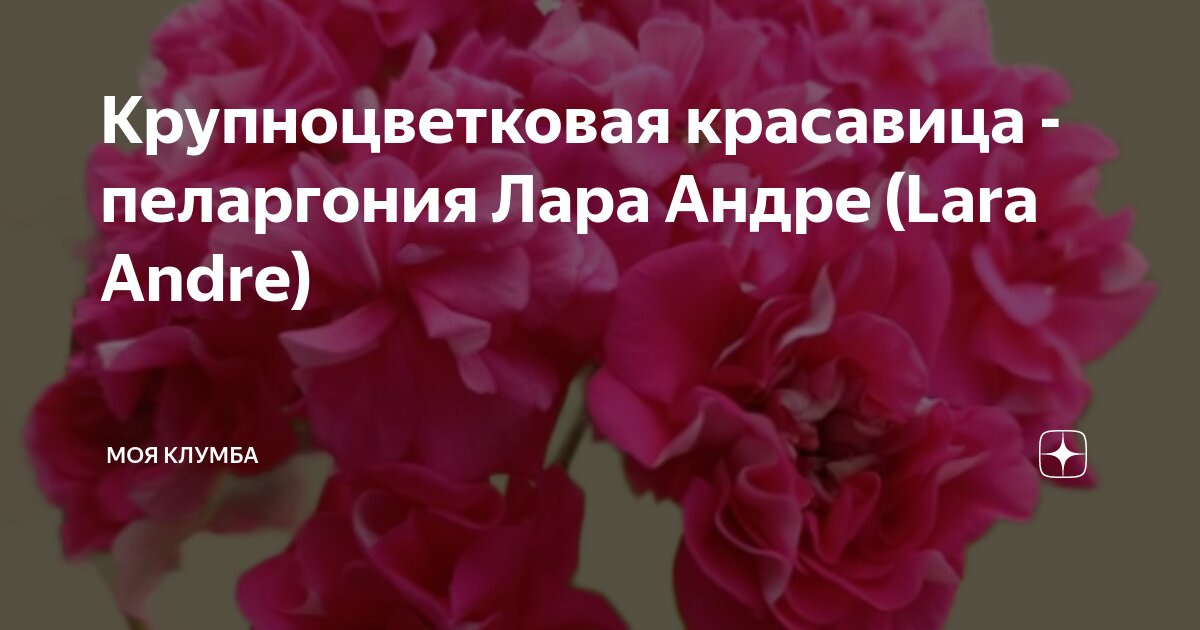 Крупноцветковая красавица - пеларгония Лара Андре (Lara Andre) | Моя ...