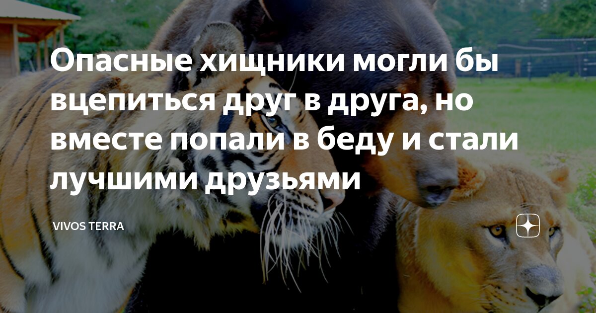 Попав в беду человеку. Попав в беду человеку. Попав в беду человеку. Попав в беду человеку. Спасение диких животных.