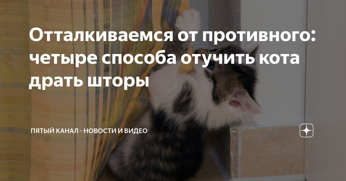 Как отучить кота открывать шкафы