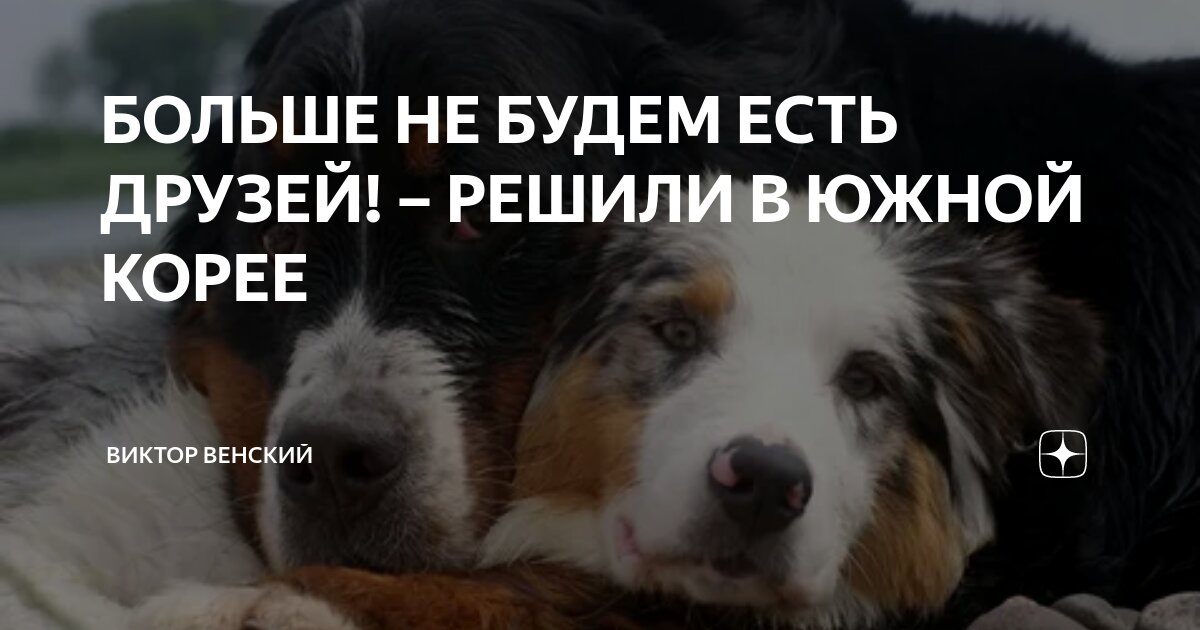 Японская акита ину. Таки собака. Хатико порода акита. Миа собака. Сиба-ину и акита.