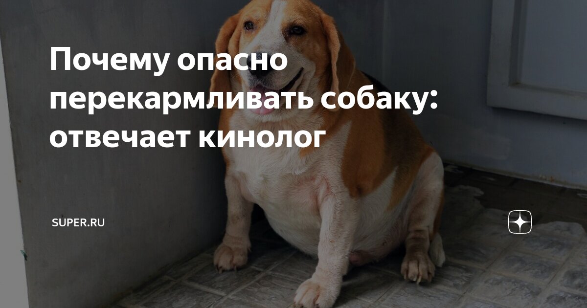 Почему питомец. Почему питомец