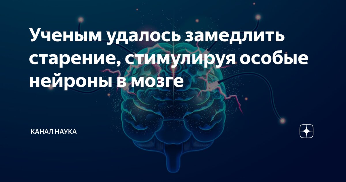 Ученым удалось замедлить старение, стимулируя особые нейроны в мозге ...