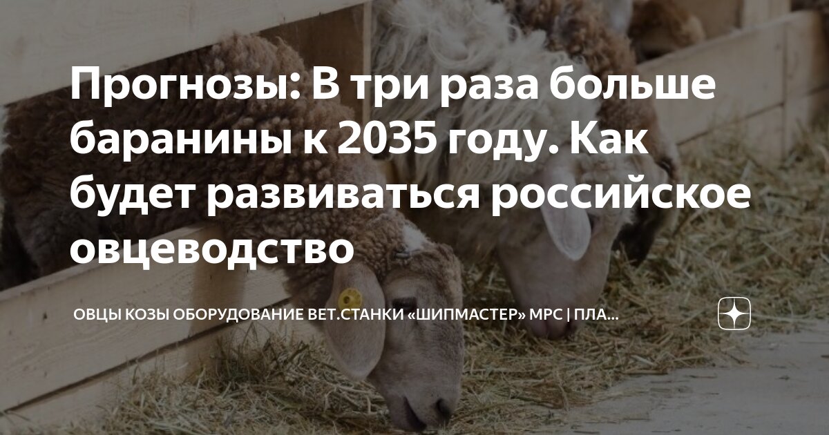 Руно овцы. Овца используют. Овцеводство в австралии. Овцеводство в поволжье. Восточно-фризская порода овец ягнята.