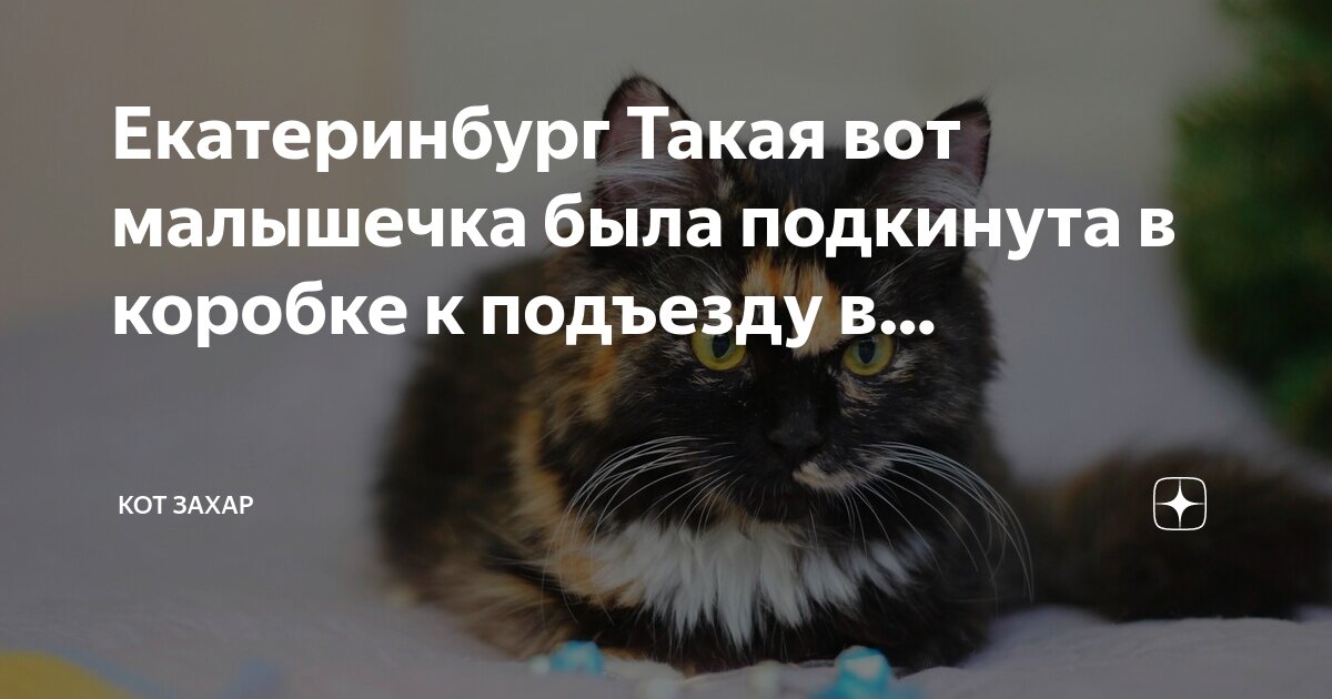 Думала чего нибудь. Думала чего нибудь